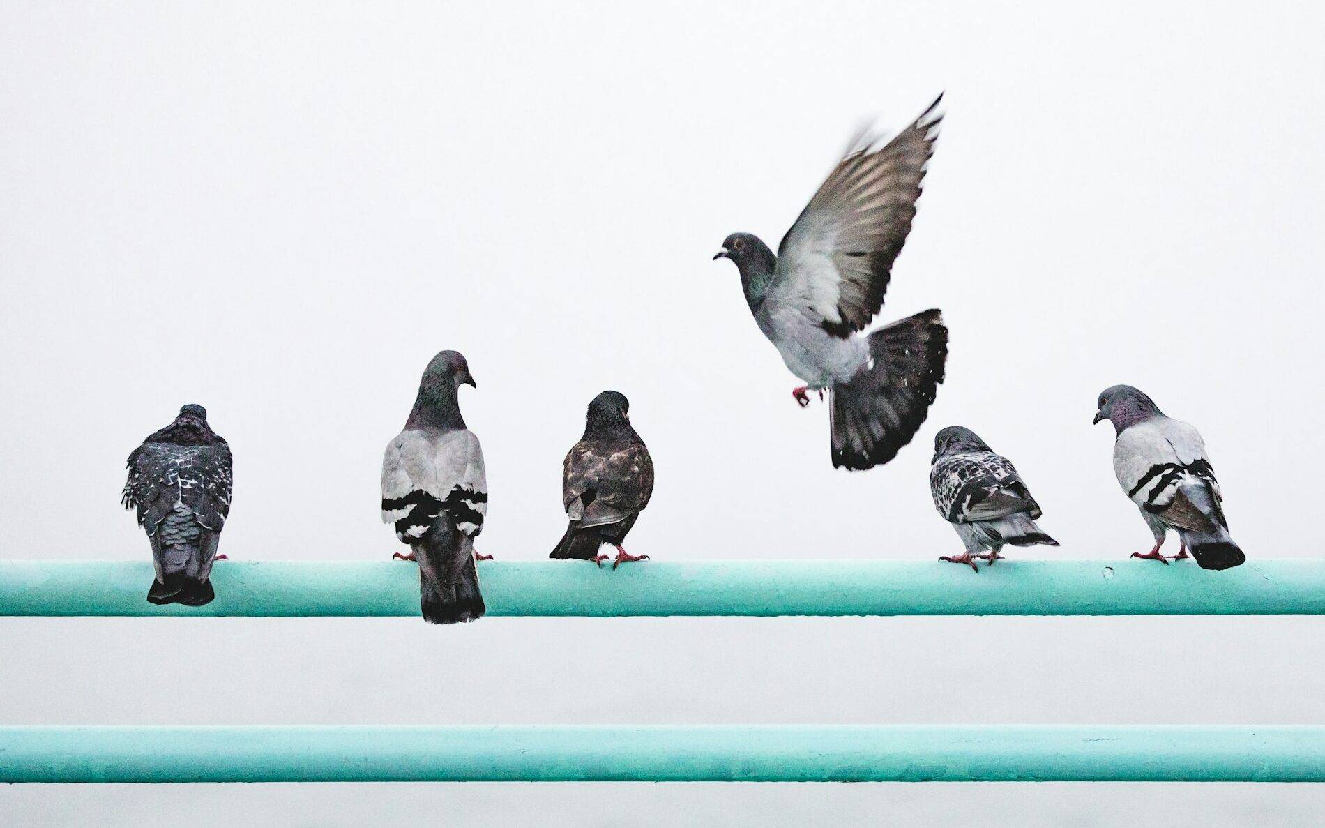 control palomas